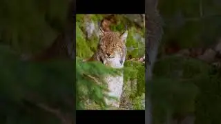 The Lynx: Silent Hunter of the Forests