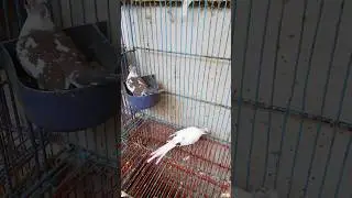 diamond pied dove Breeding pair on eggs #mutations #pieddove