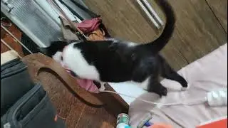 Pantela minha menina ❤️❤️❤️