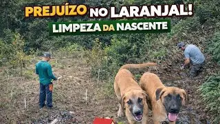 Bagunça no Laranjal! 😱 Prejuízo e Limpeza da Nascente + Os doguinhos Bob e Marley no Sítio!”