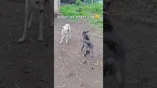 Pitbull Vs street dog intense moment 😯 #max the pitbull 👿 #pitbull #pitbulldog #shorts #shortsfeed
