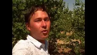 How to Pick Truly Ripe Fruit - Apricots
