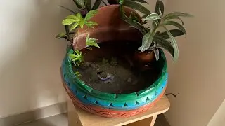 DIY mini pond with betta fish ! No filter / zero water change / easy maintenance / planted aquarium 
