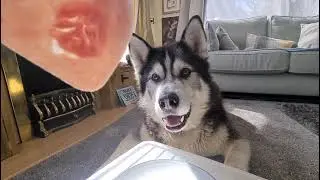 Husky gulps down the Ham so fast! Blink and you miss it!