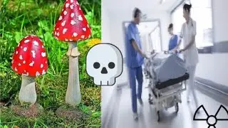 LES CHAMPIGNONS LES PLUS MORTELS AU MONDE