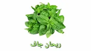 Dry basil,Organic Co. For Import & Export,herbs spices and seeds,Egypt.