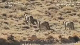 Rare footage:three persian leopards walking together in seydoa national park iran