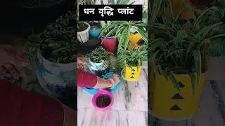 Good 👍 Luck Plant#jade #plants #vastuplants #trending