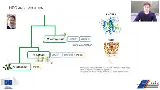 WP1: The regulatory proteins involved in light use efficiency