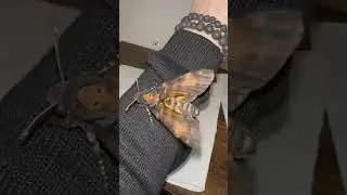 How to know when a Moths going to fly away #moths #deathshead #hawkmoth