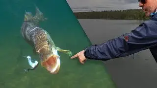 P&ecirc;che de BROCHETS &Agrave; VUE en eau ULTRA CLAIRE ! - Cyril Chauquet