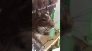 Harry (degus) eat the leaves of myoga (Zingiber mioga)