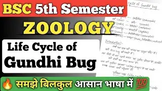 Life cycle of Gundhi bug hindi notes pdf || Gundhi bug ka life cycle hindi #bsc #zoology #bsc3rdyear