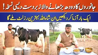 Top Method to Increase Milk Yield in Cow & Buffalo | Dairy Farming Formula