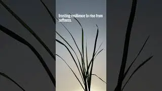 The Rise and Fall of Fragile Power🍃🌿 #fragilepower #sricanframe