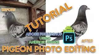 Tutorial Editing Pigeon Photo using Android Phone #PigeonID #kalapatids #pigeonrace