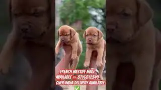 #danishvamps#frenchmestiff#doglover#petservices#jammudogsaler
