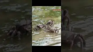 #crab #crabvideo #water #nature #pond #lake #mud #eating #crab_eating_food #ytshorts #shorts
