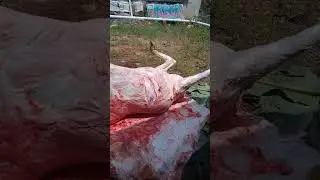 beef Processing 😋😋 #cow #beef #beeflover #viralshorts #trending