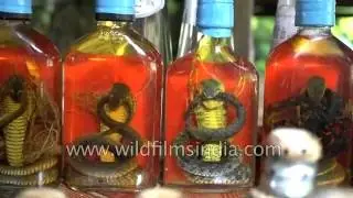 Snake wine in Mekong includes a whole venomous snake in the bottle