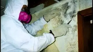 Mold Removal Services in San Jose CA | All City Environmental
