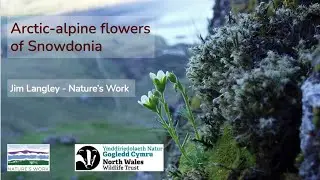 Arctic alpine flowers of Snowdonia