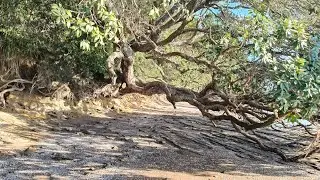 Westmere to Point Chevalier, an urban coastal walk