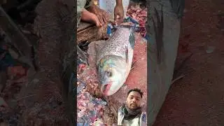 😲 Village Road's Cuttlefish Cutting Skills|#shorts#fishcutting skills wow catting fish skills #catla