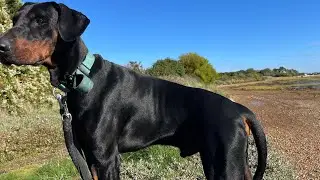 Joda male Doberman nice Autumn day the beach (October 2025) 