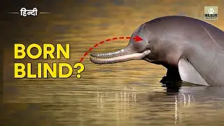 Is India's National Aquatic Animal Going EXTINCT? | Ganga River Dolphin