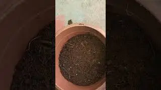 Grow Butterfly pea with seed #youtubeshorts #yoitubevideo #shorts