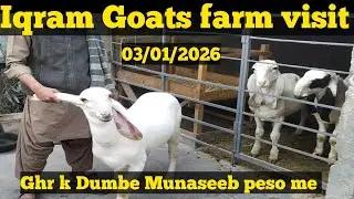 Iqram Goats farm visit latest update Karachi ||03 January 2026|Ghr k Dumbe for sale VIP Collections🤩