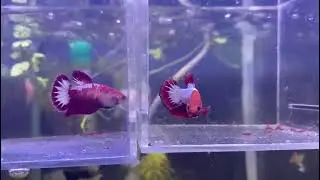 Red Hell Boy Betta