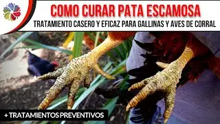 🐔 COMO CURAR las ESCAMAS de las PATAS de GALLINAS + TRUCO para realizar la CURACI&Oacute;N