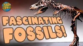 Fascinating Fossils - Just How Old Are They?