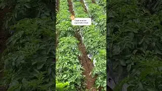 Solusi Tanah Keras, Akar Lemah, dan Daun Menguning! Hasil Panen Naik, Tanaman Lebih Sehat!