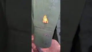 What Is This Animal #spider #insects #nature #animals #shorts #shortvideo