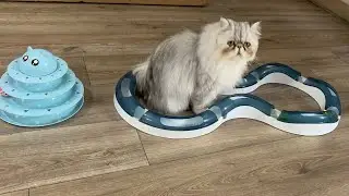 Persian Cat Rasgullah loves to play with Catit Design Senses Super Roller Circuit