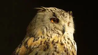 Close up of a sibirien owl