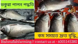 Fish farming in Assam ভকুৱা মাছ পালন পদ্ধতি|How to catla fish farming @bishnufishfarming 6001145380