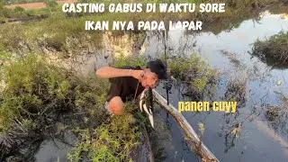 WAKTU YANG TEPAT UNTUK CASTING GABUS ❗️❗️BIAR BISA PANEN  STREEK GABUS🤩🎣