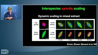 In Vitro Approaches to Investigate Cell Division and Biological Size Control