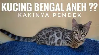 kucing genetta?? kucing ras apa itu 😍