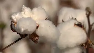 ECOCOTTON - NEW SEASON COLLECTION 2024