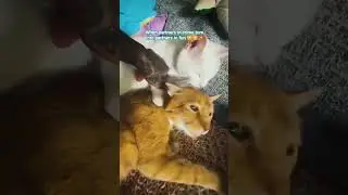 Comedy furball on duty 🎭🐾 #lifewithhaish #viral #cat #funny #enjoy