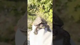 Fresh water Turtle