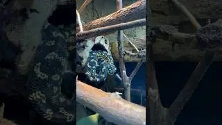 Bioactive Carpet Python enclosure using @TheBioDudeJoshHalter Terra Fauna substrate!