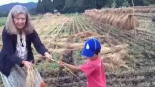 Tradtional Drying and Gleaning of Wheat  in Ise, Japan
