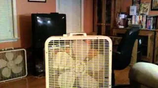 1981 Lakewood P-223 Box Fan