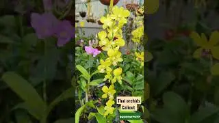 orchids for sale . contact 9633207377 #orchidsociety #orchid #flower